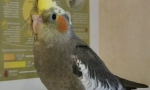 Jak si vybrat parrot corella